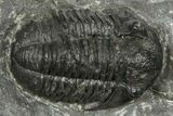 Detailed Gerastos Trilobite Fossil - Morocco #372449-1
